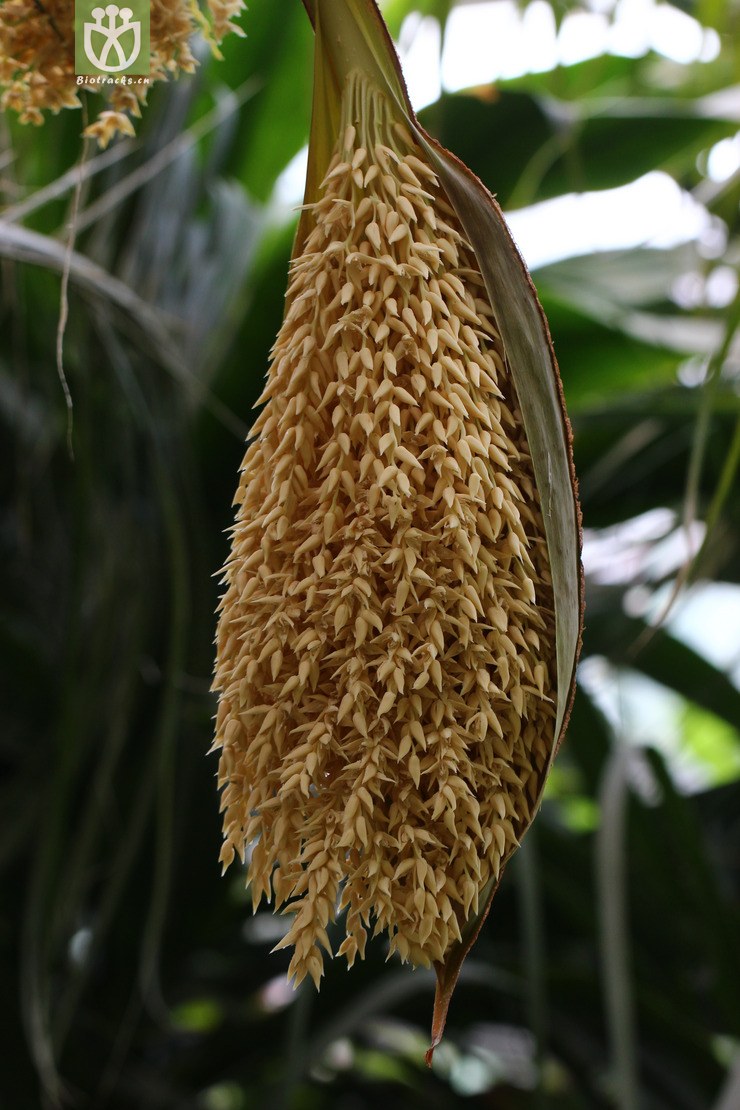 江边刺葵(phoenix roebelenii) (2).jpg 相邻时间拍摄的照片      张