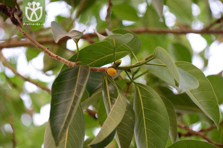 高山榕(ficus altissima(0.jpg 相邻时间拍摄的照片 31张