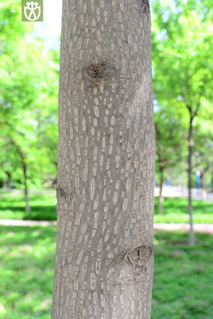 杂种鹅掌楸(liriodendron chinense × tulipifera) (66).