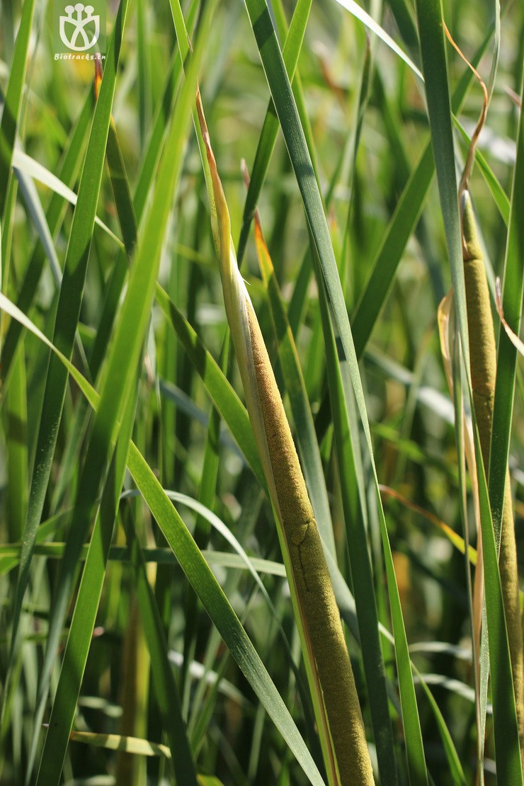 长苞香蒲(typha angustata) (2).jpg 相邻时间拍摄的照片    31张