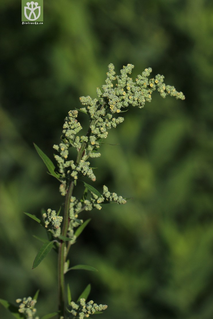 藜(chenopodium album) (3).jpg 相邻时间拍摄的照片    31张