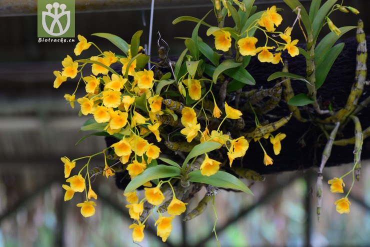 短棒石斛(dendrobium capillipes) (5).