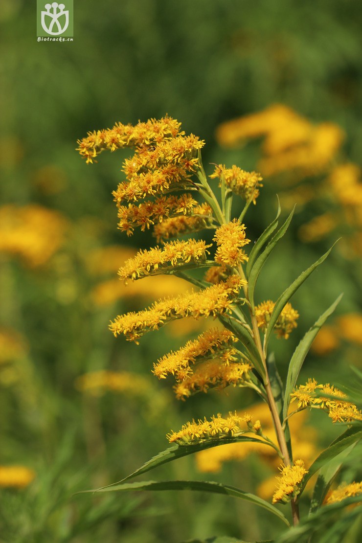 加拿大一枝黄花(solidago canadensis) (3).