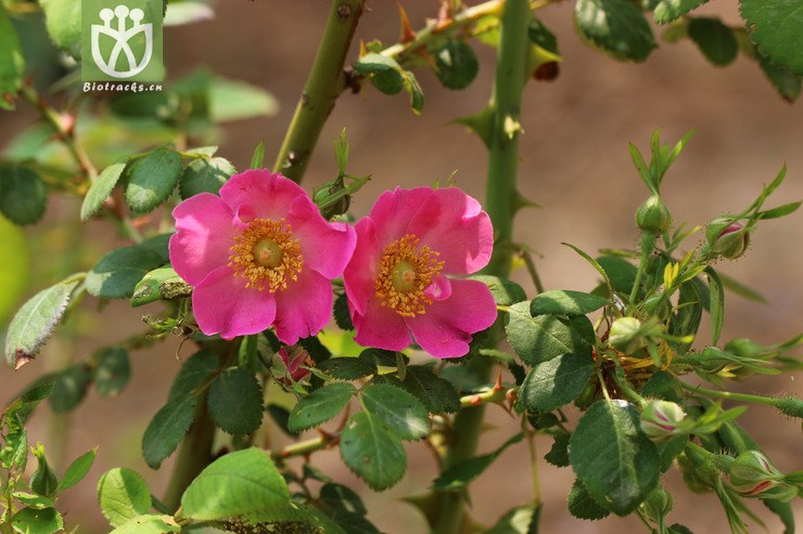 扁刺蔷薇(rosa sweginzowii) (8)jpg 相邻时间拍摄的照片      张