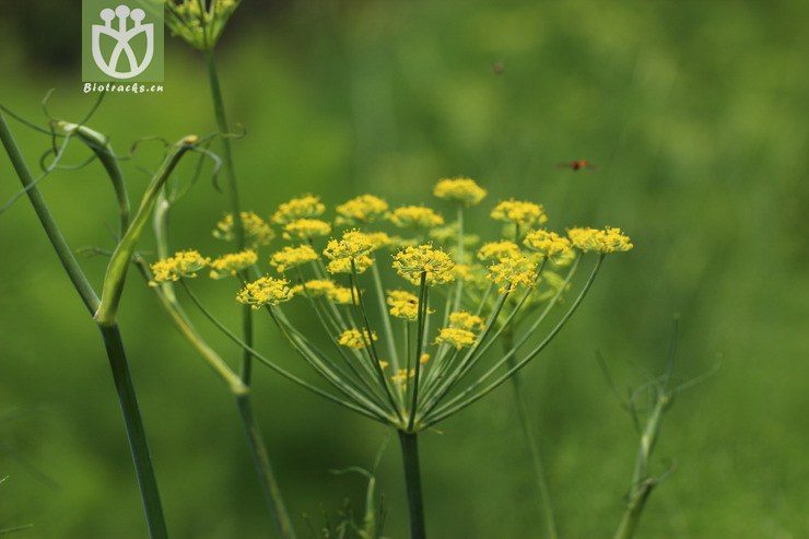 茴香(foeniculum vulgare) (2).jpg 相邻时间拍摄的照片      张