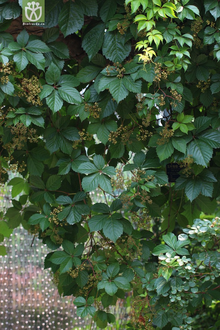 五叶地锦(parthenocissus quinquefolia) (3).
