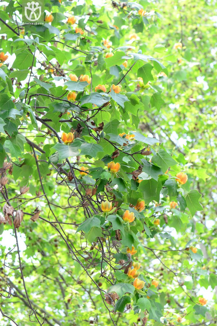 图片信息-kingdonia-植物云数据