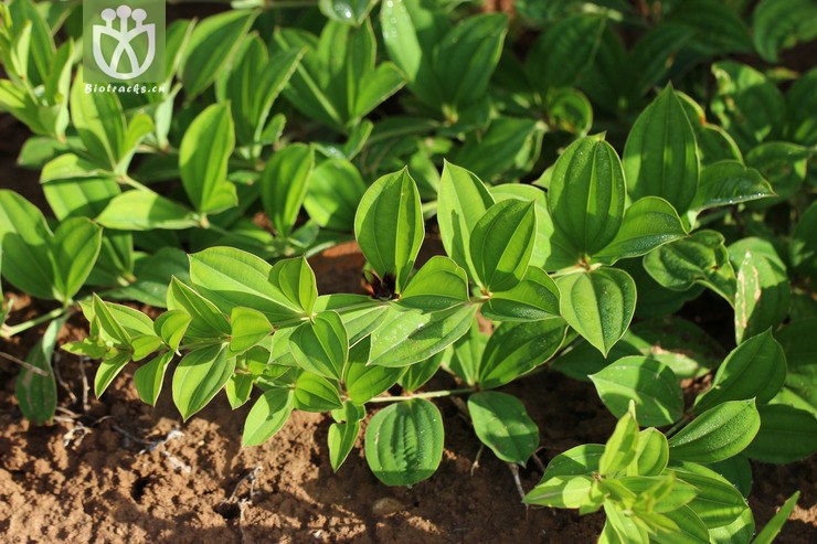 直立百部(stemona sessilifolia) (2).