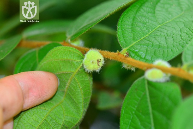 毛果算盤子(glochidion eriocarpum) (0).