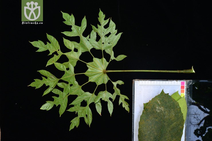 100% 刺通草(trevesia palmata) (6).jpg 相邻时间拍摄的照片 共 30张