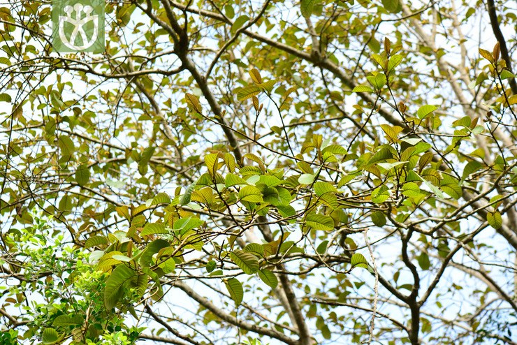 图片信息-kingdonia-植物云数据