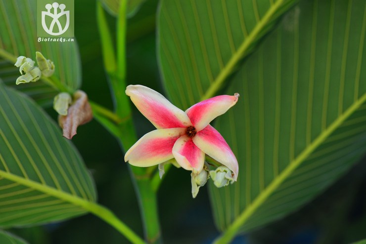 图片信息-kingdonia-植物云数据