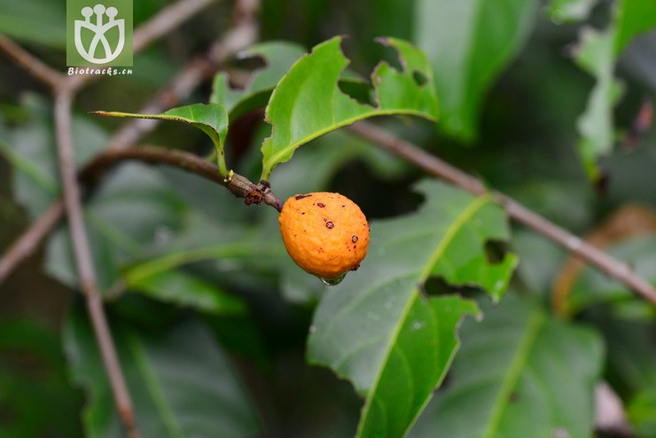 五层龙属(salacia)接近salacia flavescens     (0).