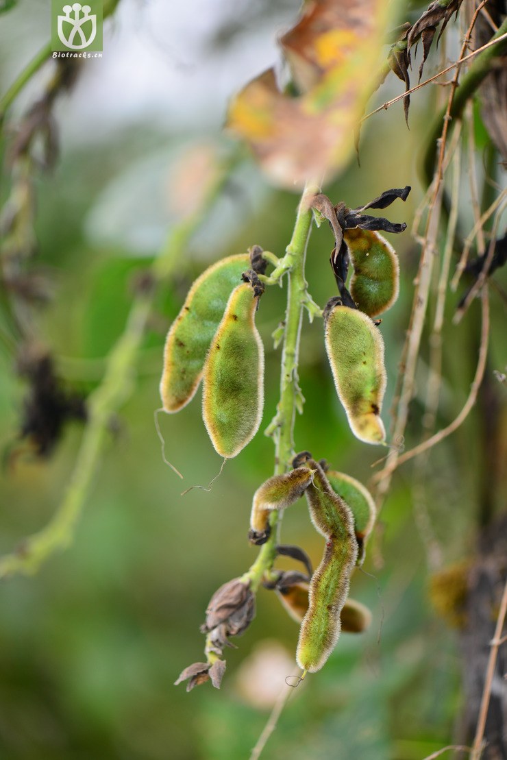 黄毛黧豆(mucuna bracteata) (1)jpg 相邻时间拍摄的照片      张