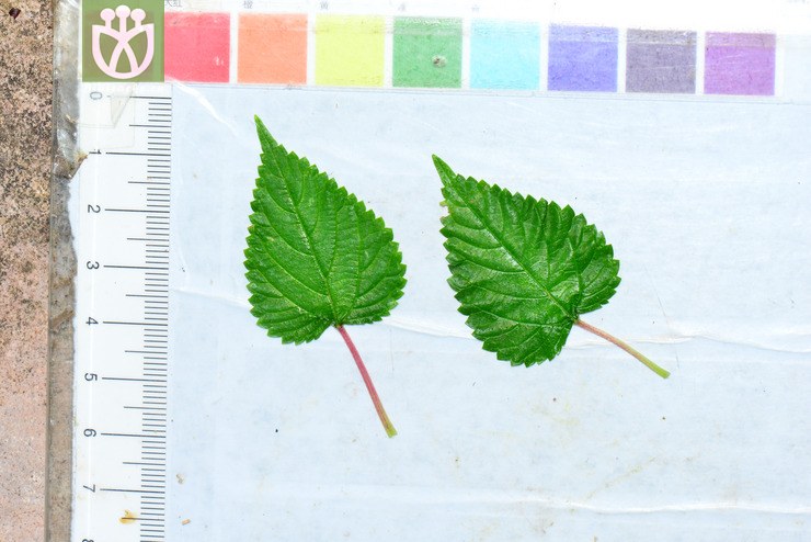 红小麻(laportea interrupta) (14).jpg 相邻时间拍摄的照片    31张