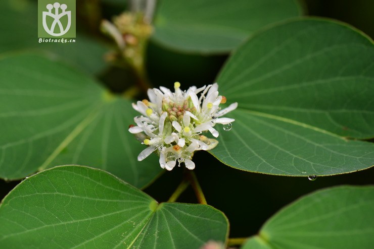 鞍叶羊蹄甲(bauhinia brachycarpa) (2).