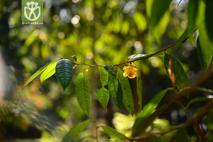 金花茶(camellia petelotii) (9)jpg 相邻时间拍摄的照片    31张