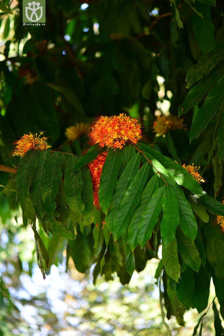 云南无忧花(saraca griffithiana) (23).