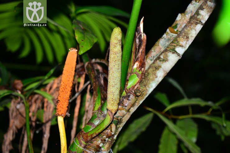 爬树龙(rhaphidophora decursiva) (1).