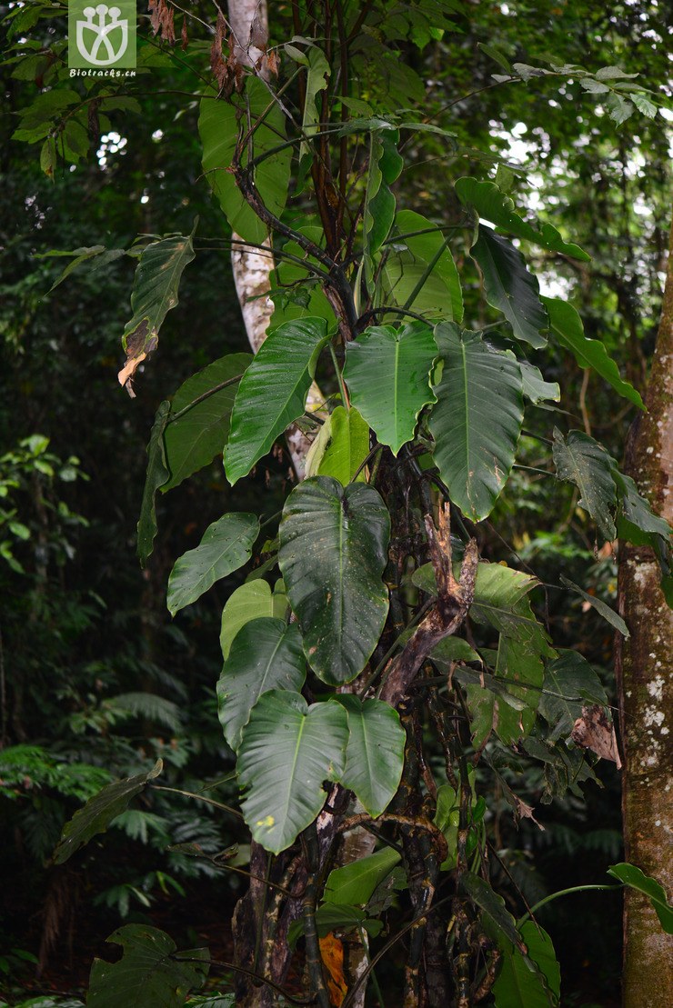 大叶崖角藤(rhaphidophora megaphilla(1.