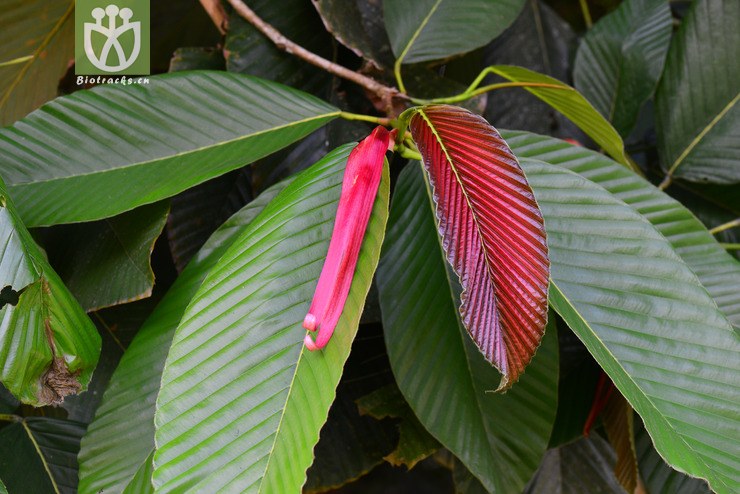 东京龙脑香(dipterocarpus retusus) (5).