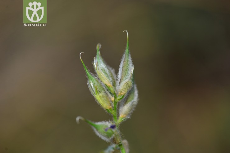 地角儿苗(oxytropis bicolor) (6).jpg 相邻时间拍摄的照片      张