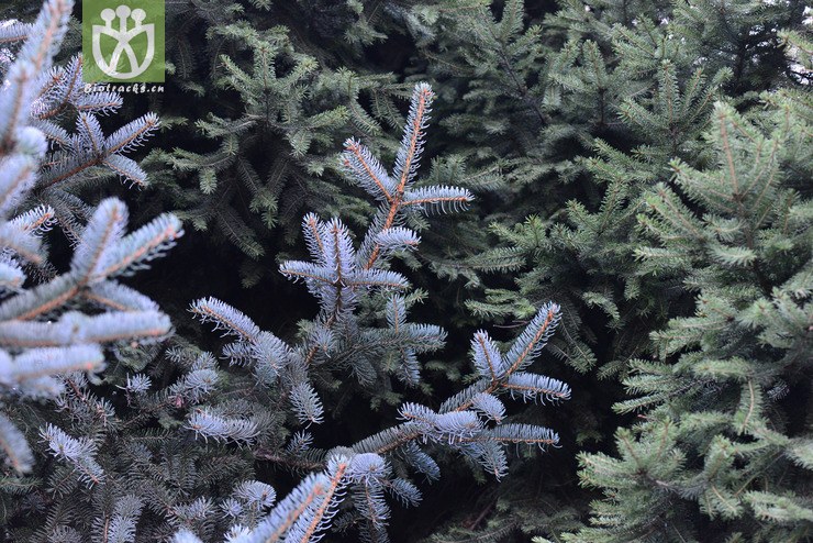 白扦(picea meyeri) (0).jpg 相邻时间拍摄的照片      张