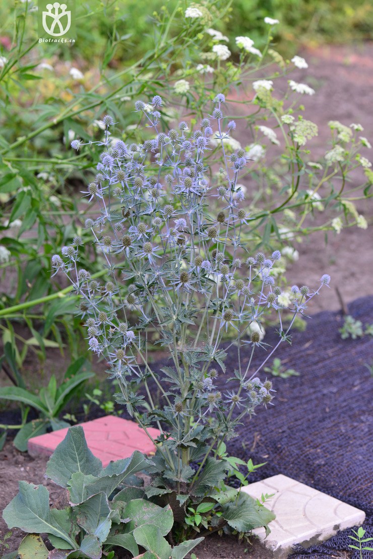 扁叶刺芹(eryngium planum) (5).jpg 相邻时间拍摄的照片      张