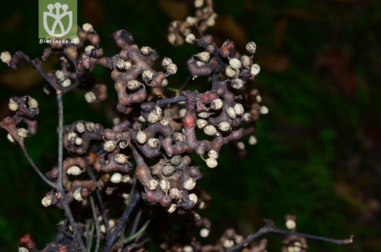 枳椇(hovenia acerba) (1).jpg 相邻时间拍摄的照片      张