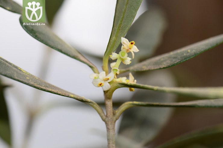 木犀榄(olea europaea) (2)jpg 相邻时间拍摄的照片      张