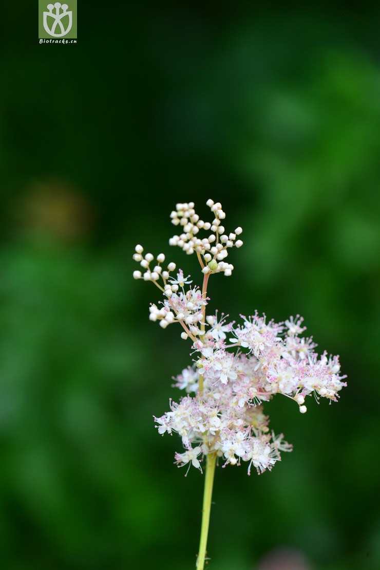 蚊子草(filipendula palmata) (23).jpg 相邻时间拍摄的照片      张