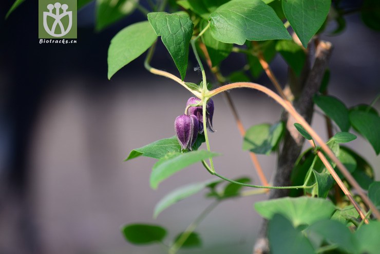 褐毛铁线莲(clematis fusca) (0).jpg 相邻时间拍摄的照片      张