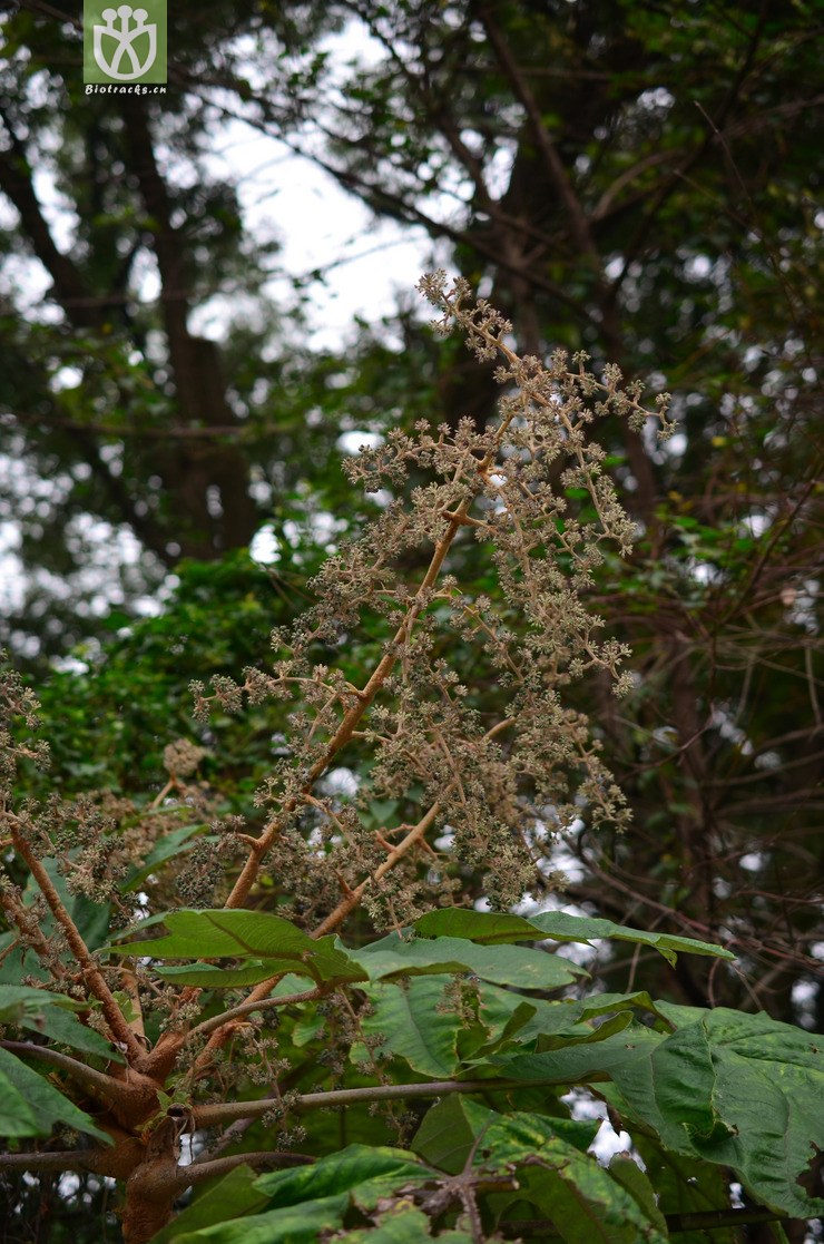 通脱木(tetrapanax papyrifer) (2).jpg 相邻时间拍摄的照片      张