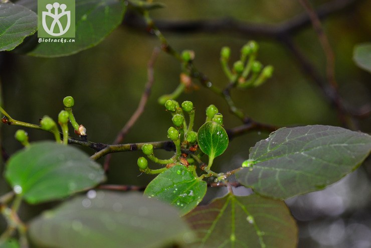 三桠乌药(lindera obtusiloba) (3).jpg 相邻时间拍摄的照片      张