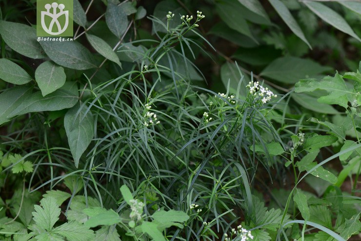 线叶拉拉藤(galium linearifolium) (4).