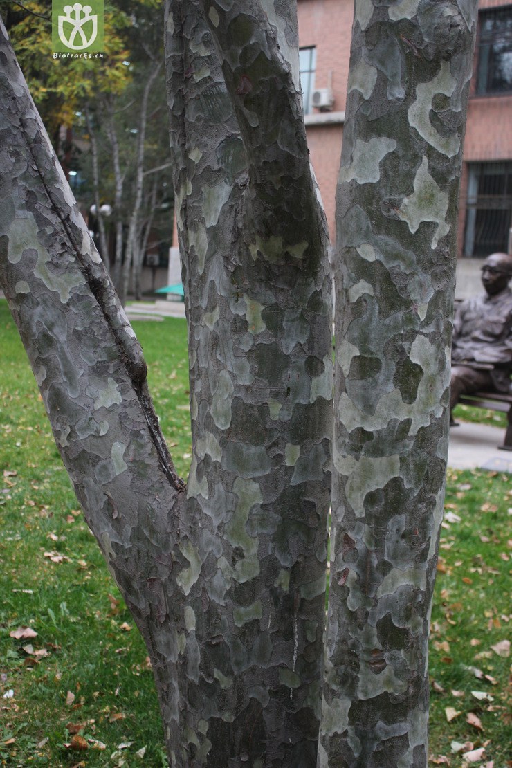 白皮松(pinus bungeana) (1).jpg 相邻时间拍摄的照片      张