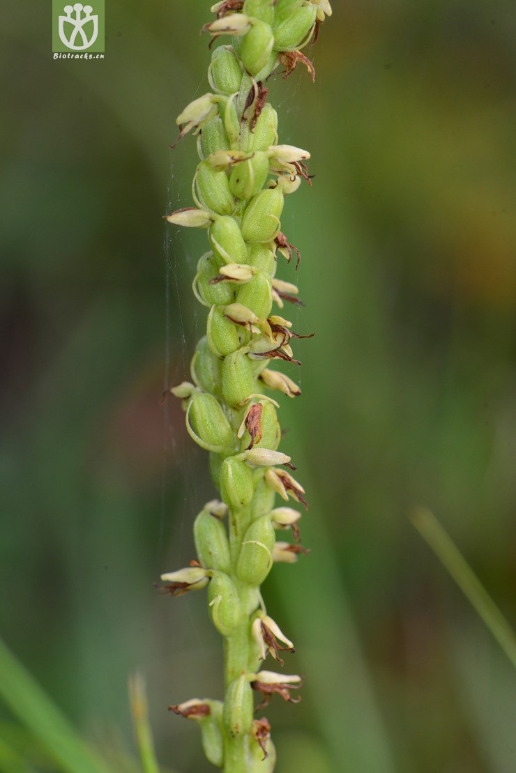 角盘兰(herminium monorchis(6.jpg 相邻时间拍摄的照片 张