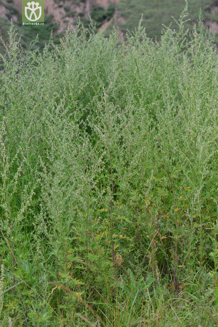 大籽蒿(artemisia sieversiana) (14).