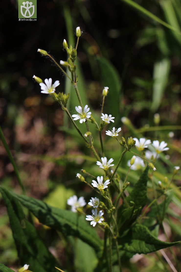 卷耳(cerastium arvense) (6).jpg 相邻时间拍摄的照片      张