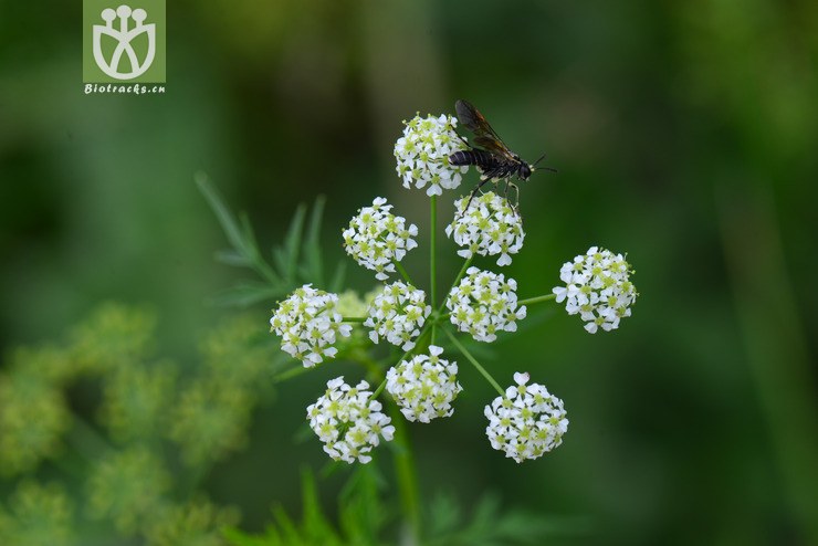 迷果芹(sphallerocarpus gracilis) (17).