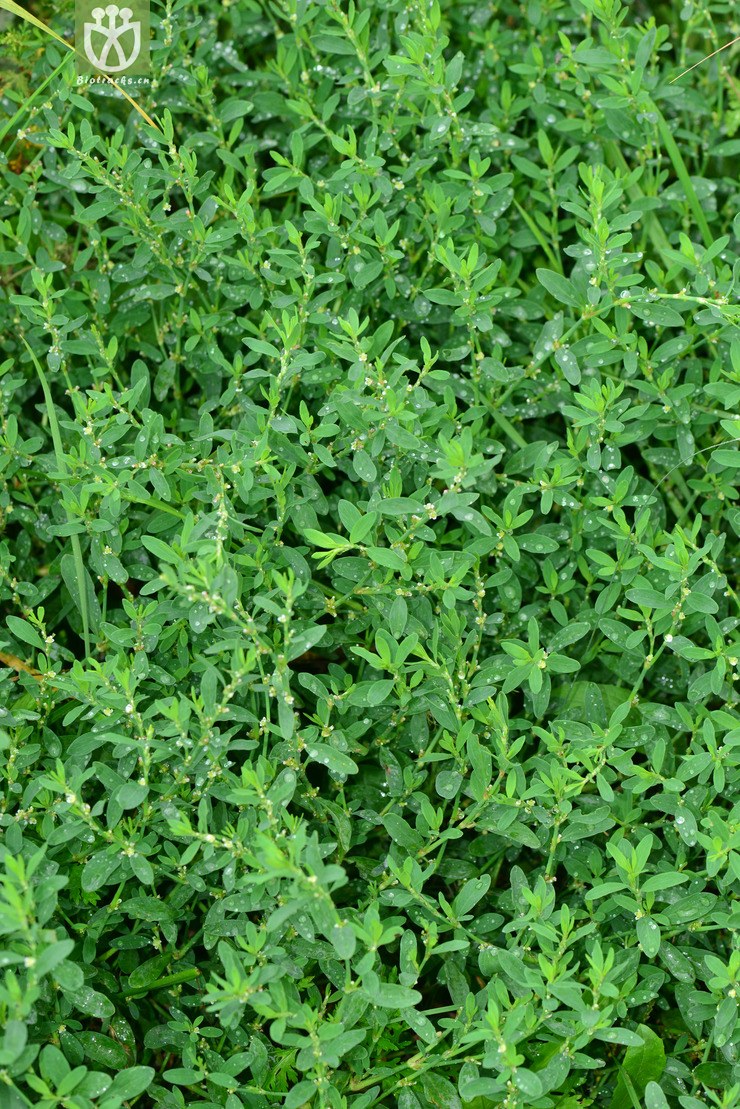 扁蓄(polygonum aviculare) (9).jpg 相邻时间拍摄的照片      张