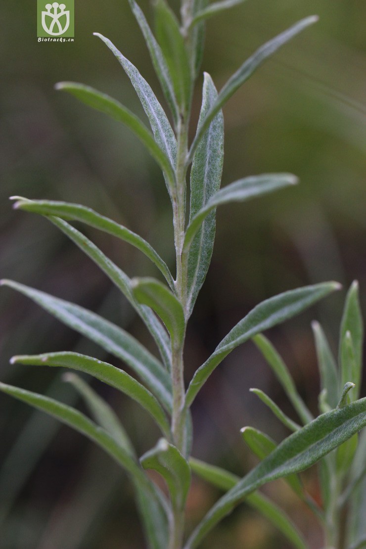 香青(anaphalis sinica) (1).jpg 相鄰時間拍攝的照片 張