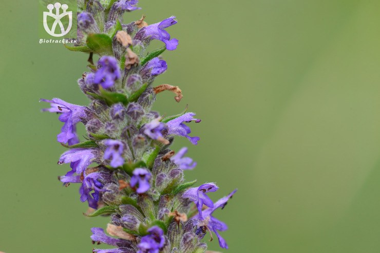 多裂叶荆芥(nepeta multifida) (5).jpg 相邻时间拍摄的照片      张