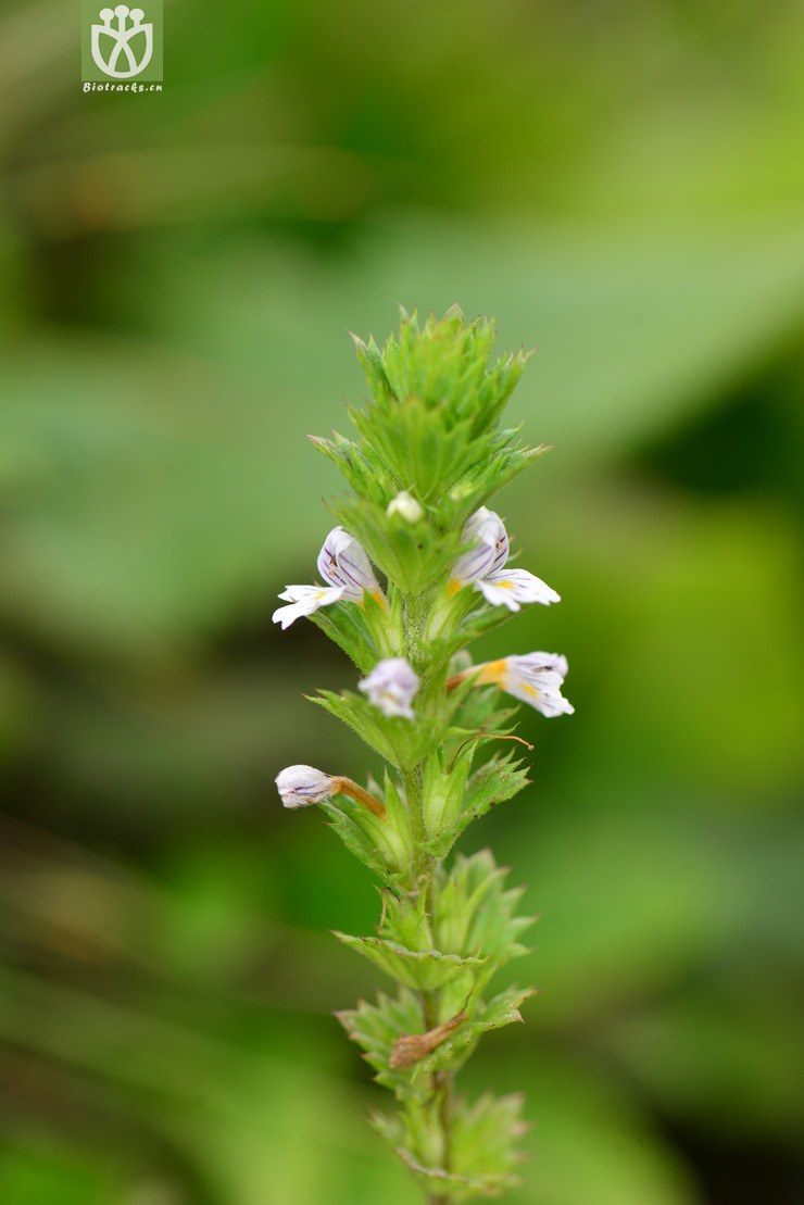 小米草(euphrasia pectinata) (0).jpg 相邻时间拍摄的照片      张