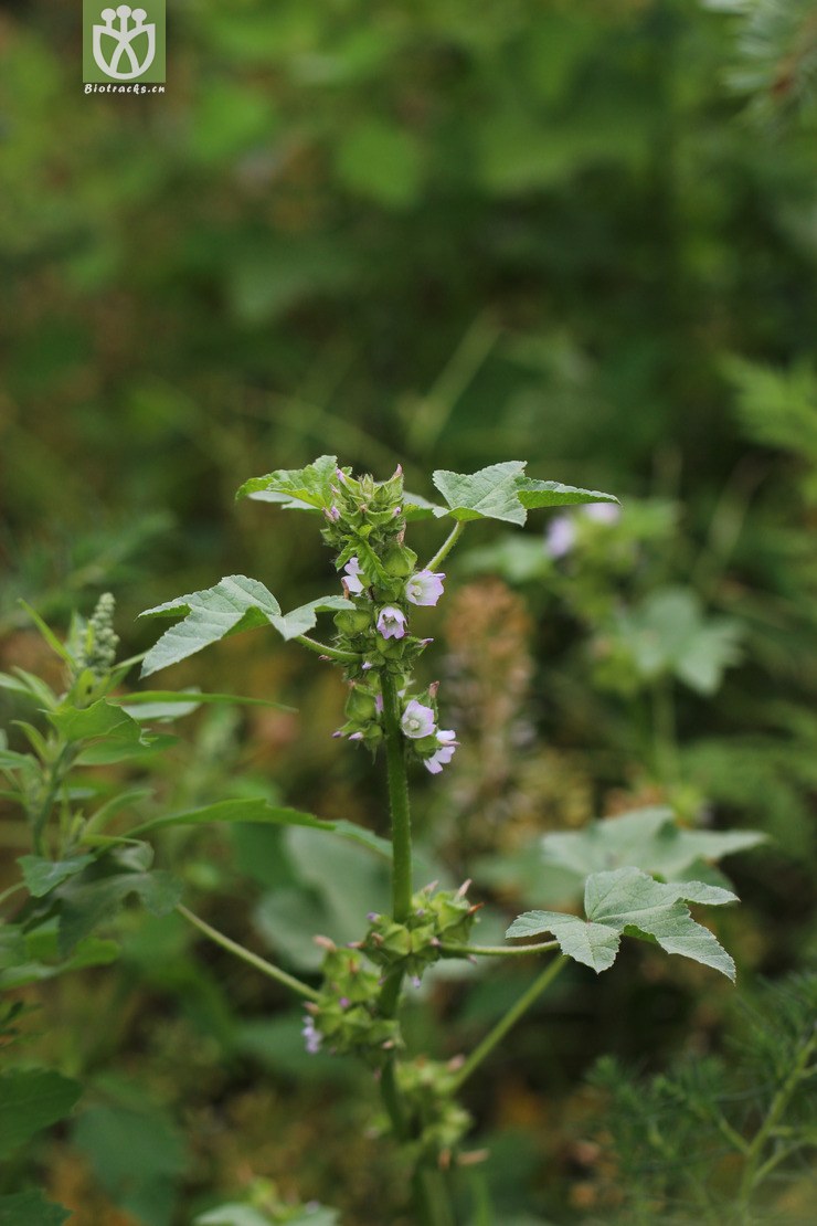 图片信息-kingdonia-植物云数据