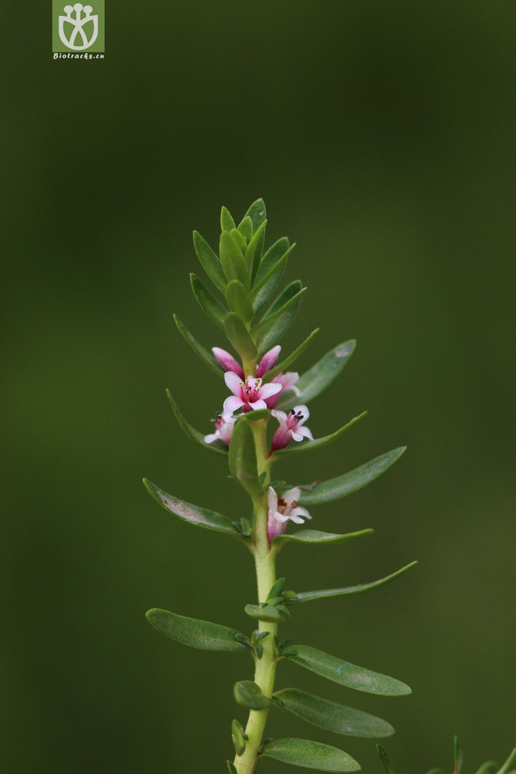 图片信息-kingdonia-植物云数据