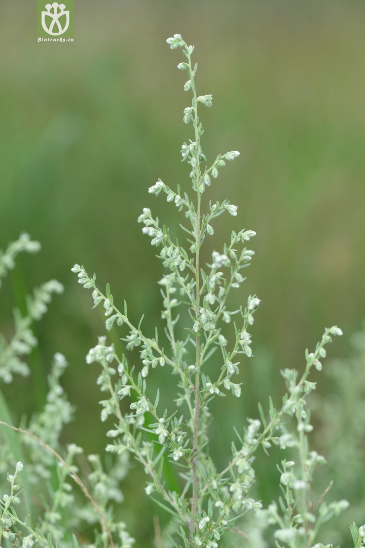 狭裂白蒿(artemisia kanashiroi) (6).