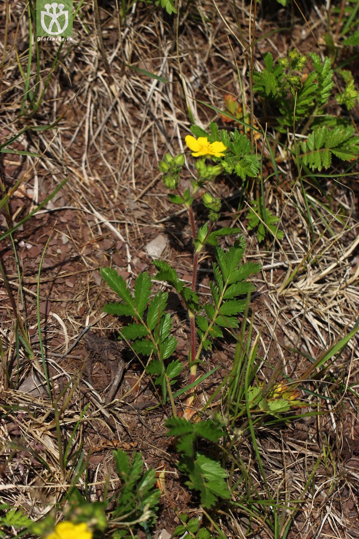 菊葉委陵菜(potentilla tanacetifolia) (2).