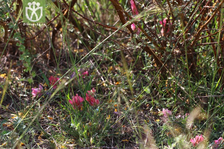 贺兰山岩黄耆(hedysarum petrovii(10.