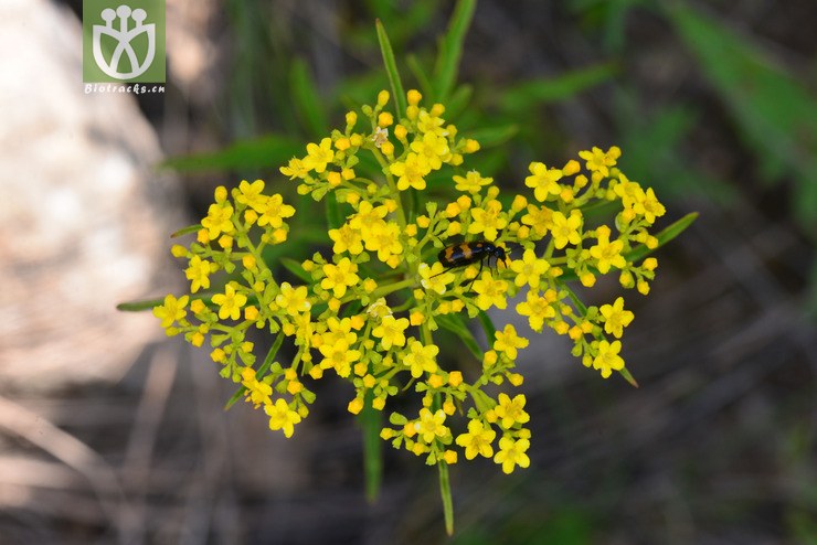 岩败酱(patrinia rupestris) (3).jpg 相邻时间拍摄的照片      张